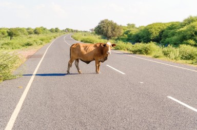 ¿Esta vaca es un peligro?