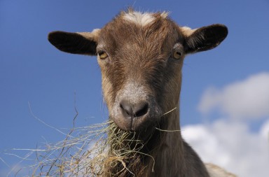 Las cabras que miran fijamente a los hombres
