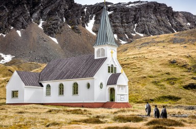 ¿Los pingüinos también van a misa?