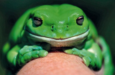 Dime cómo croas y te diré quién eres