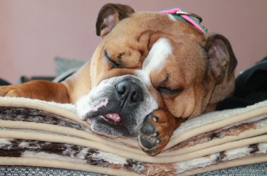 Roncadores, un club atronador