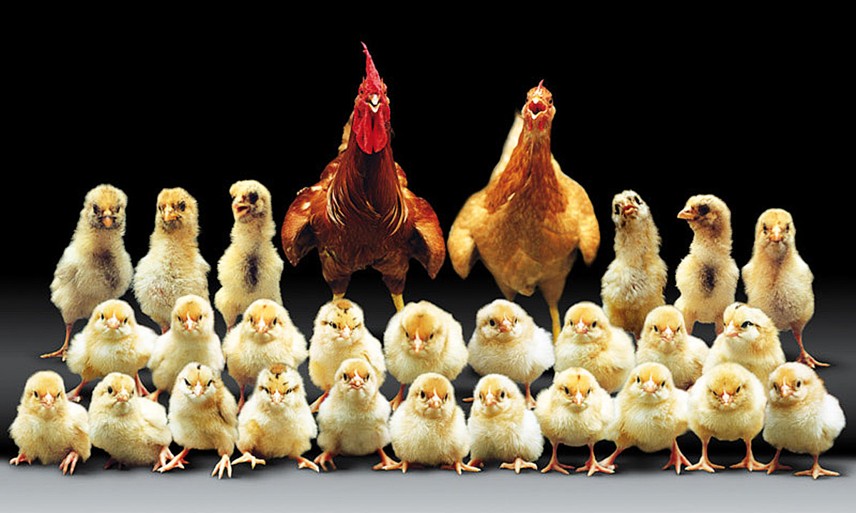 El milagro del pollo barato El milagro del pollo barato