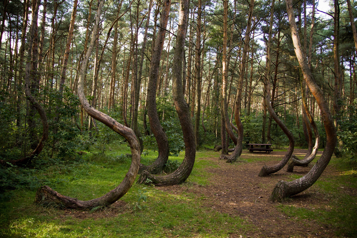 El bosque torcido