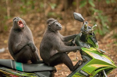 ¿Expresan los animales emociones ‘humanas’?