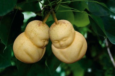 La nueva moda en China: peras baby buda