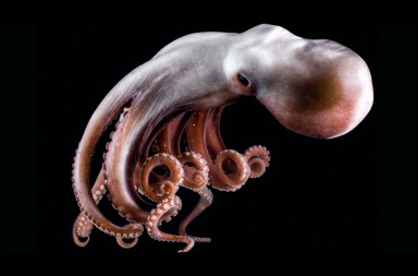 La extraordinaria inteligencia del pulpo