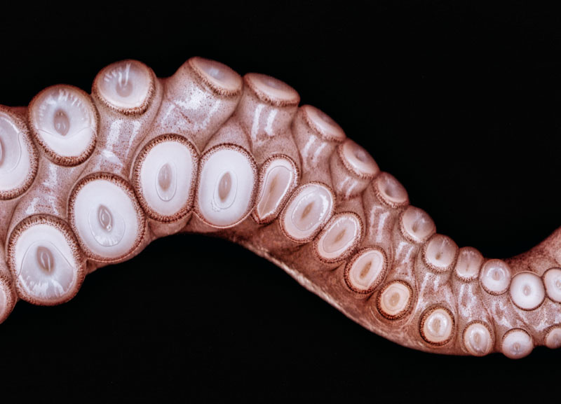 conocer, naturaleza, iteligencia, pulpo, xlsemanal