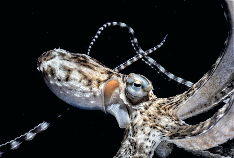 conocer, naturaleza, iteligencia, pulpo, xlsemanal