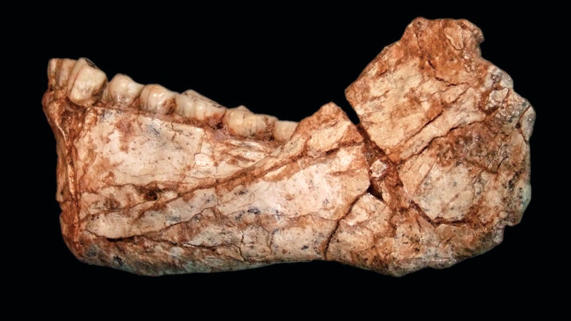 conocer, naturaleza, origen del hombre, evolución, antropologia, xlsemanal