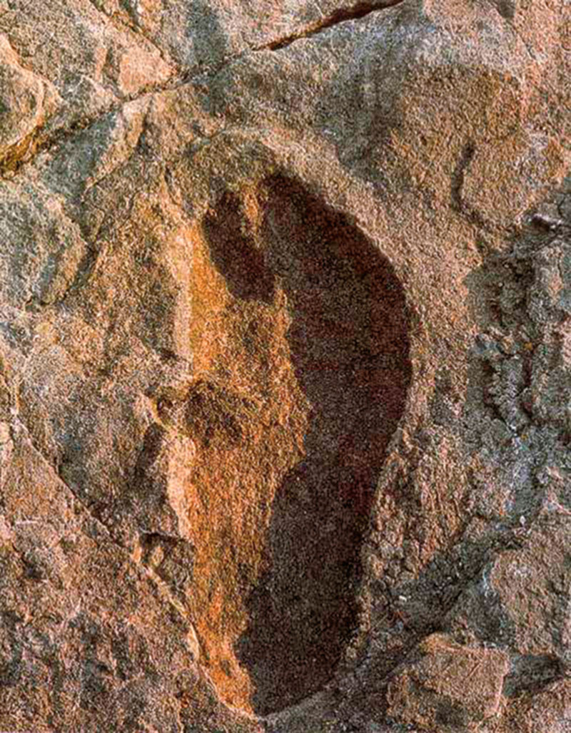 conocer, naturaleza, origen del hombre, evolución, antropologia, xlsemanal