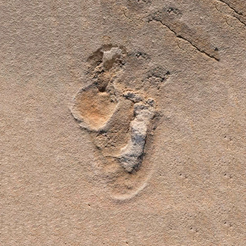 conocer, naturaleza, origen del hombre, evolución, antropologia, xlsemanal