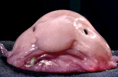 El campeón de los feos