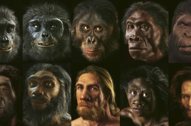 Resultado de imagen para evolucion humana