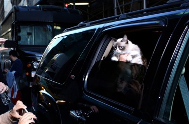 Adiós a Grumpy Cat, el minino más influyente del planeta