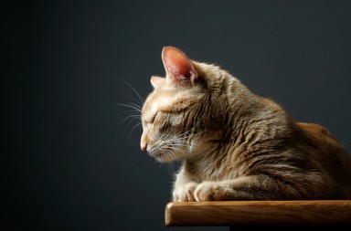 La domesticación del gato