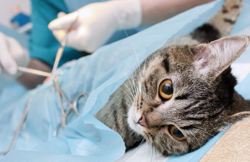 gatos callejeros esterilizacion
