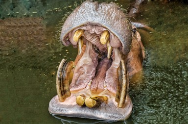 A falta de elefantes…