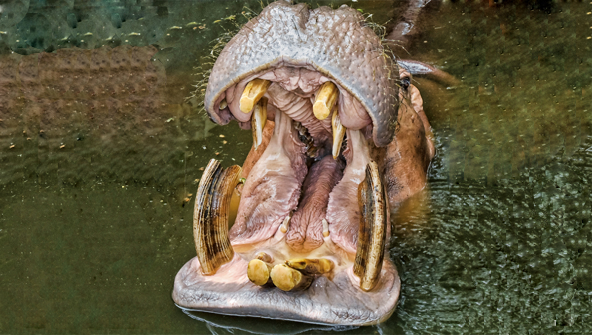 ¿Cuántos dientes tiene un hipopótamo?