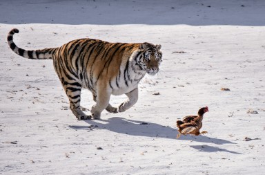 Seis euros por echarle una gallina al tigre