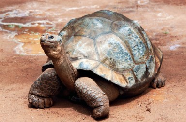 ¿Por qué son tan longevas estas especies?