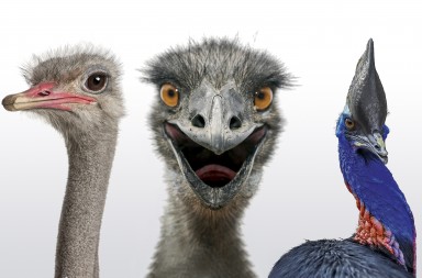 No sabemos volar, pero corremos como diablos