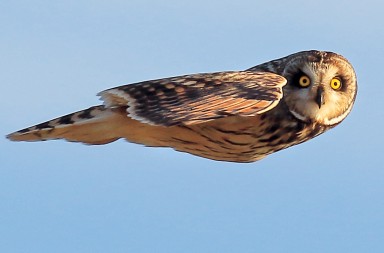 La curiosidad de las lechuzas