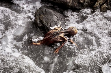 ÖTZI no era un alpinista