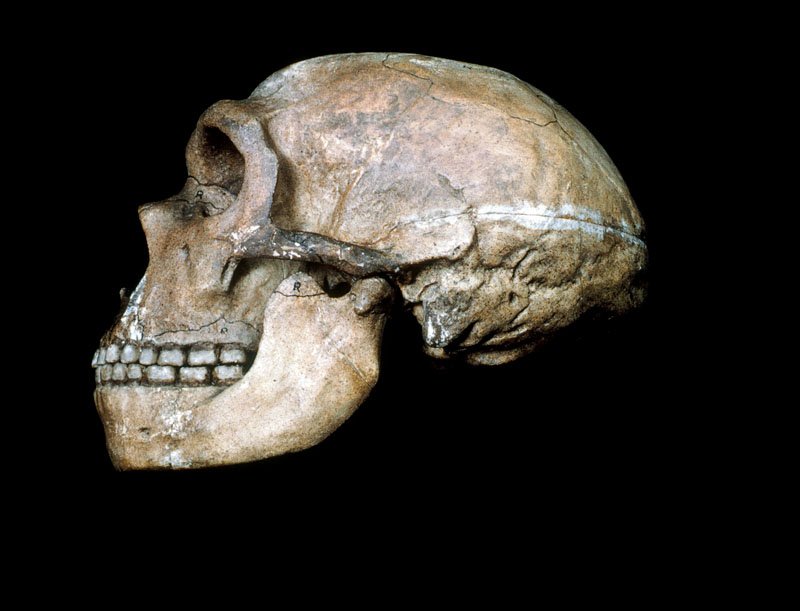 homo sapiens vs neandertal
