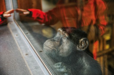 Una nueva esperanza para los monos de laboratorio
