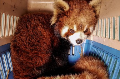 La caza del ‘lindo’ osito