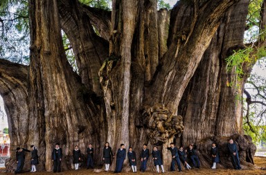 Los árboles más fascinantes del mundo