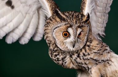 Los poderes del búho