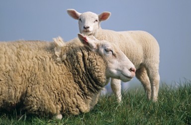 Cordero: ¡esta carne es la leche!