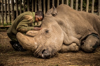 El último rinoceronte blanco del norte