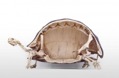 Estas tortugas de bobas tienen poco