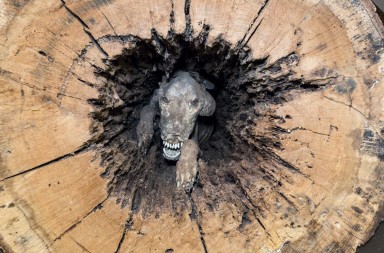 La curiosidad mató al perro