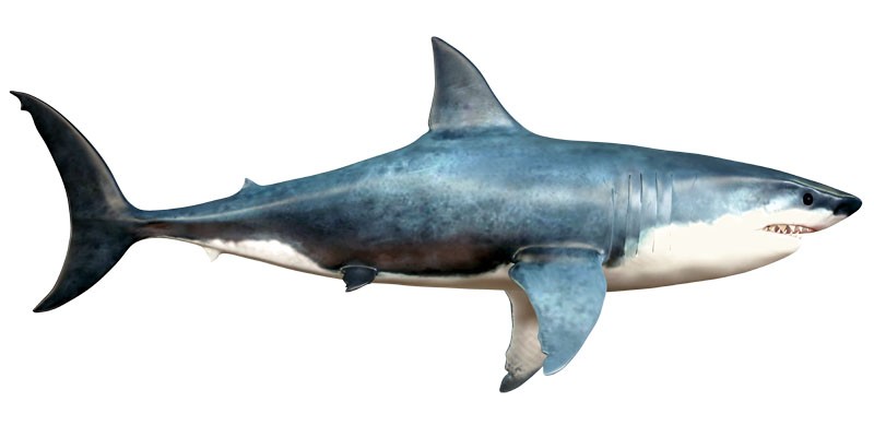 tiburon
