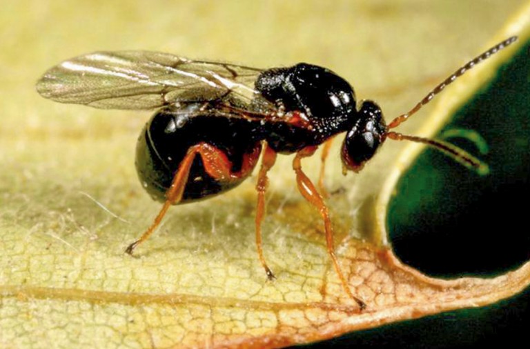 avispilla afecta a todo el pais (1)