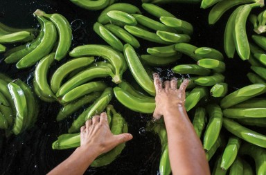 ¿Pueden extinguirse los plátanos?