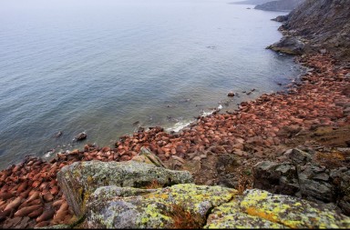 El último refugio de las morsas
