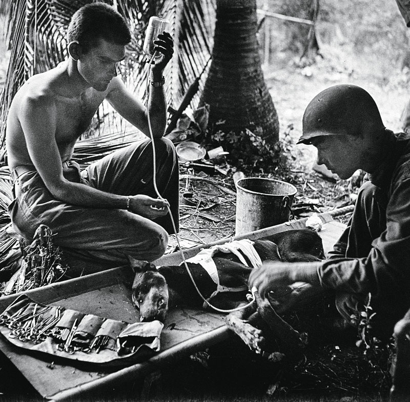 perros primera guerra mundial, centenario