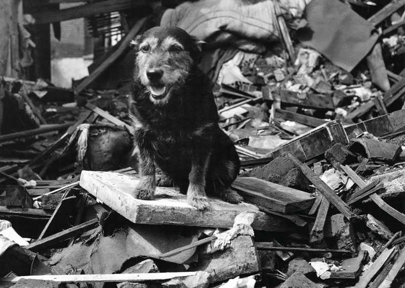 perros primera guerra mundial, centenario