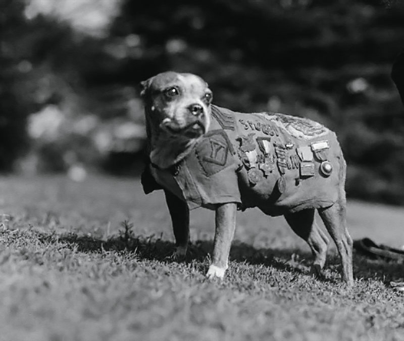 perros primera guerra mundial, centenario