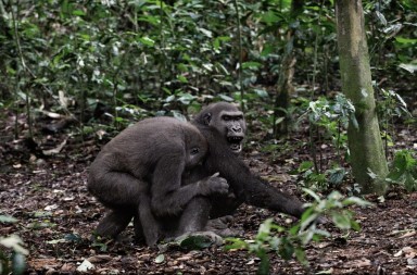 Gorilas de Dzanga Sangha, el rincón de la libertad