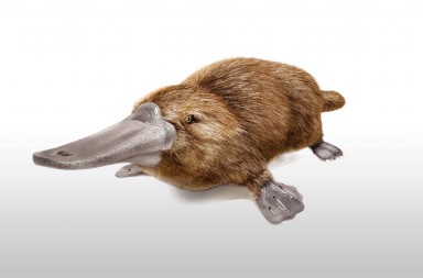 El animal más raro del mundo