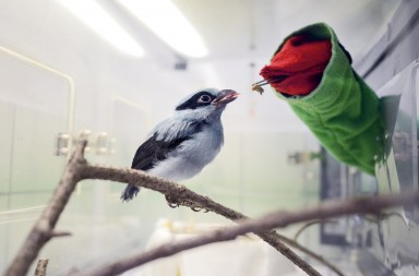 Teleñecos, al rescate