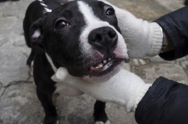 El tráfico ilegal de perros se dispara