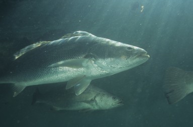 La ‘cocaína’ del mar
