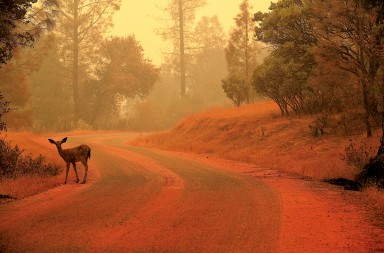 Animales arapados por los incendios