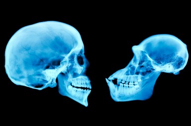 Un grupo de genes, la clave sobre el misterio de nuestra inteligencia